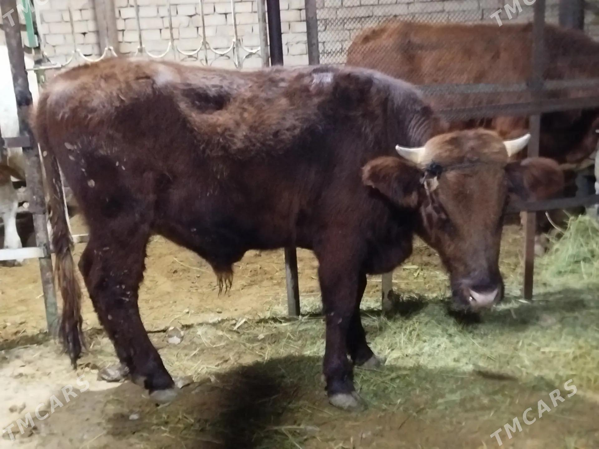 okuz - Aşgabat - img 1