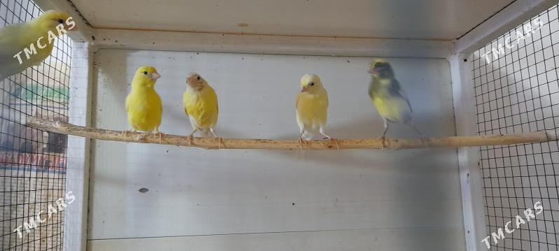 канарейки - Мир 7 - img 2