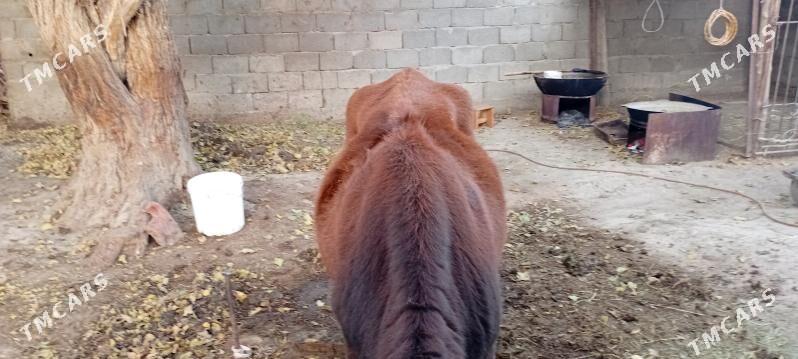 Göleli sygyr - Гёкдепе - img 2