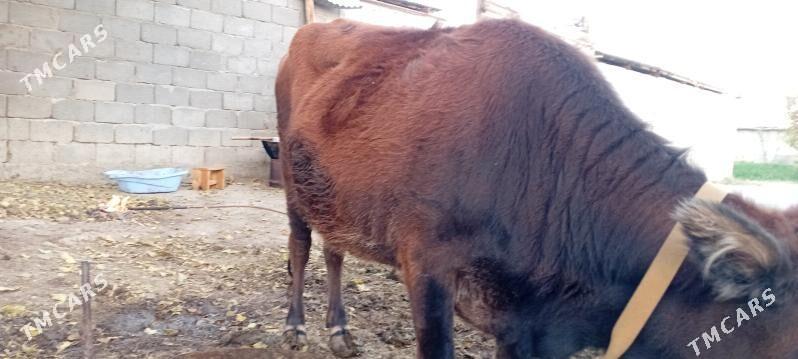 Göleli sygyr - Гёкдепе - img 3