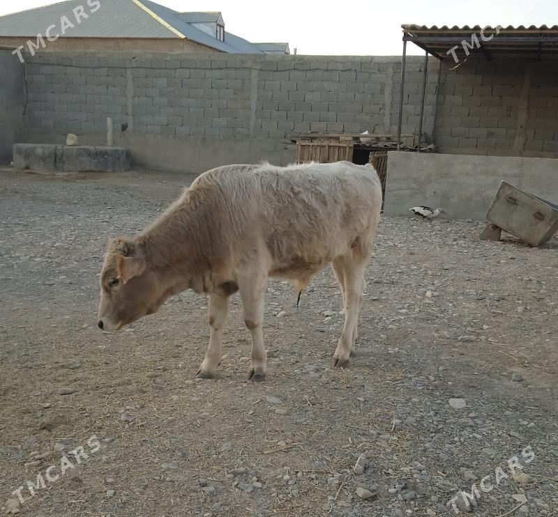 okuzce - Gyzylarbat - img 3