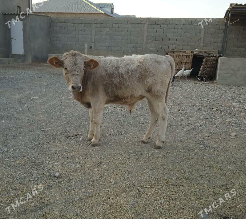 okuzce - Gyzylarbat - img 2