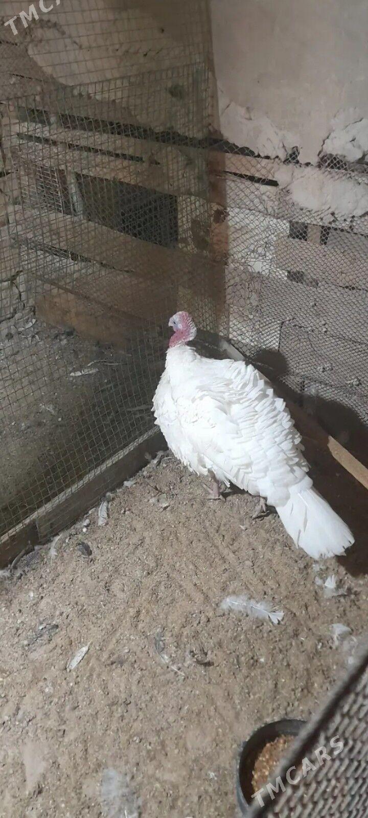 erkek indyuk - Балканабат - img 1