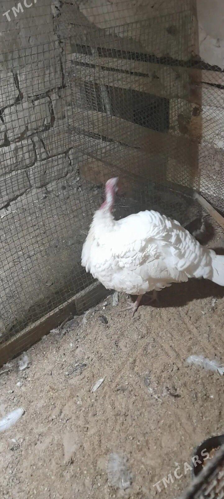 erkek indyuk - Балканабат - img 2