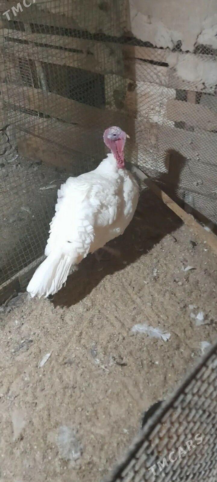 erkek indyuk - Балканабат - img 3