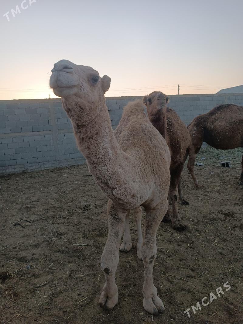 дуе - Gyzylarbat - img 1