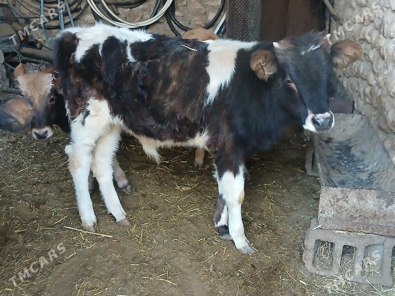 окузлер туве - Balkanabat - img 2