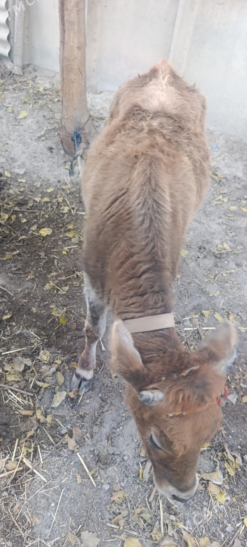 Gole - Ýaşlyk - img 2