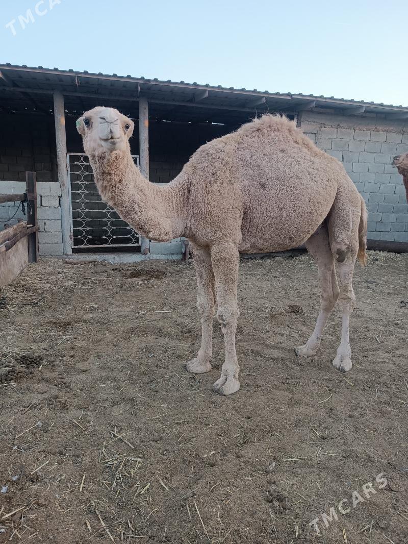 дуе - Gyzylarbat - img 2