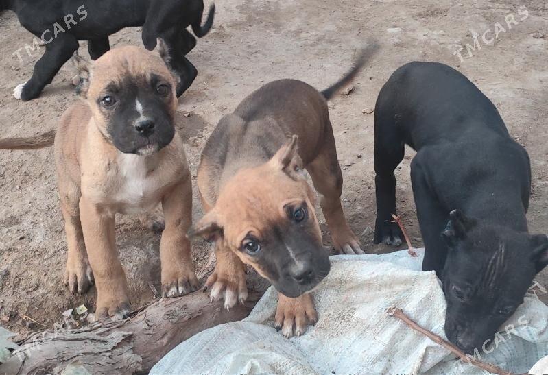 Кане Корса - Türkmenabat - img 2