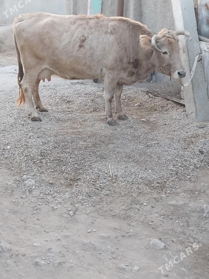 Sygyr - Balkanabat - img 2