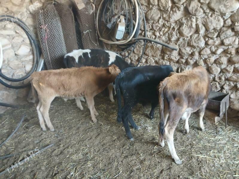 окузлер туве - Balkanabat - img 4