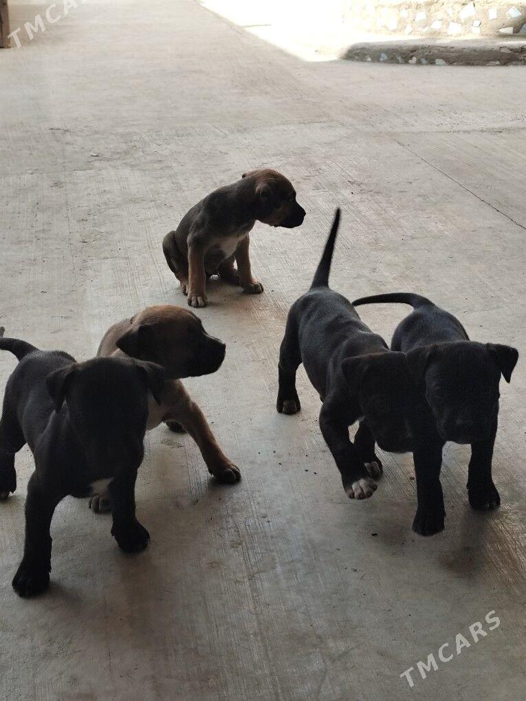 Кане Корса - Türkmenabat - img 3