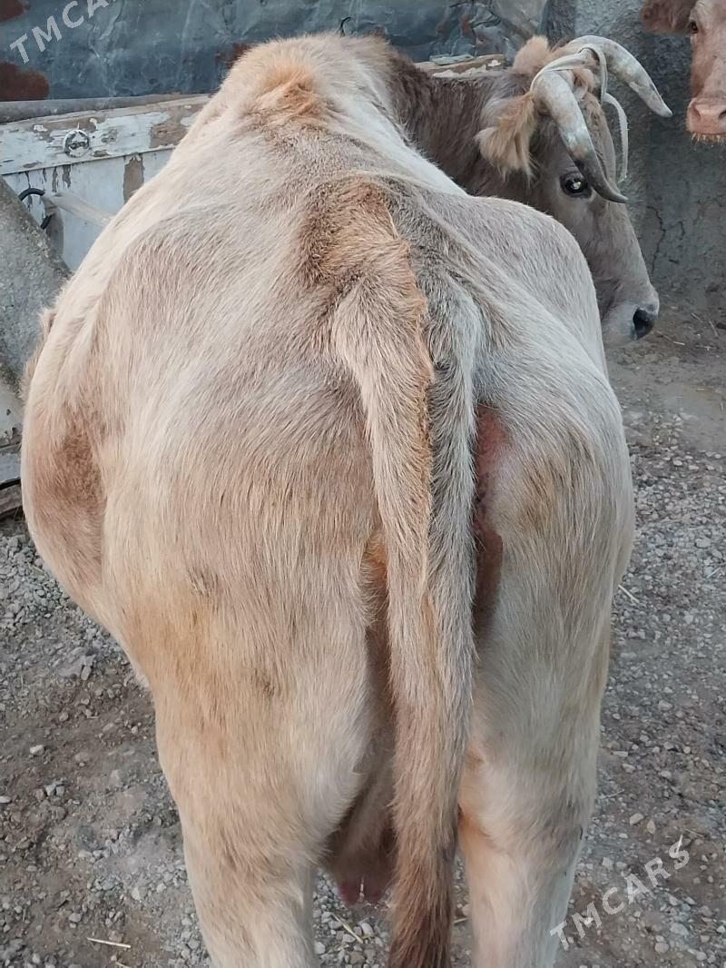 Sygyr - Balkanabat - img 3