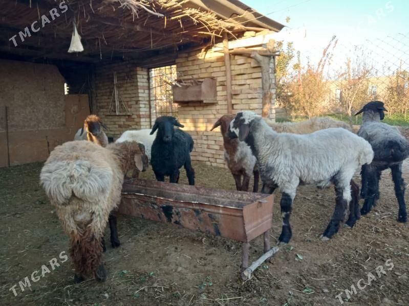 Бичик - Türkmengala - img 2