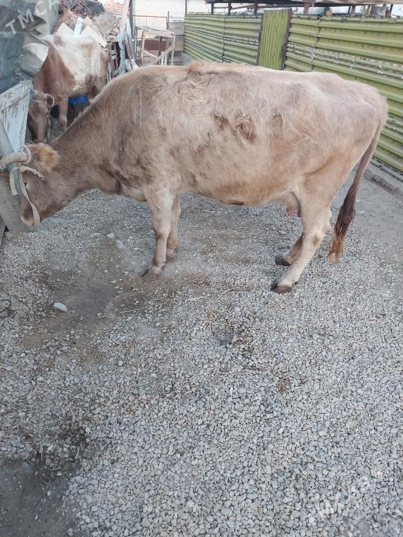 Sygyr - Balkanabat - img 5