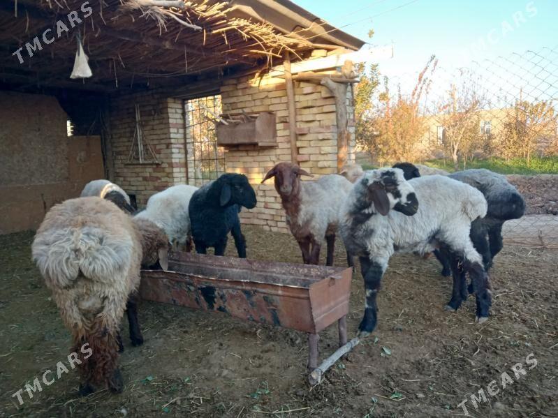 Бичик - Türkmengala - img 1