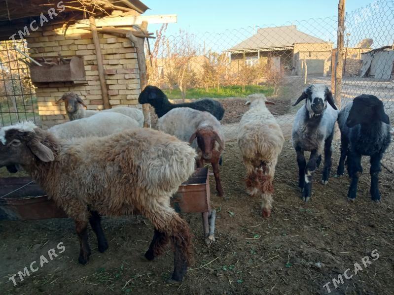 Бичик - Türkmengala - img 3