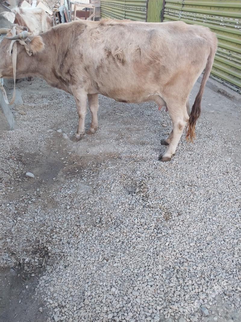 Sygyr - Balkanabat - img 6