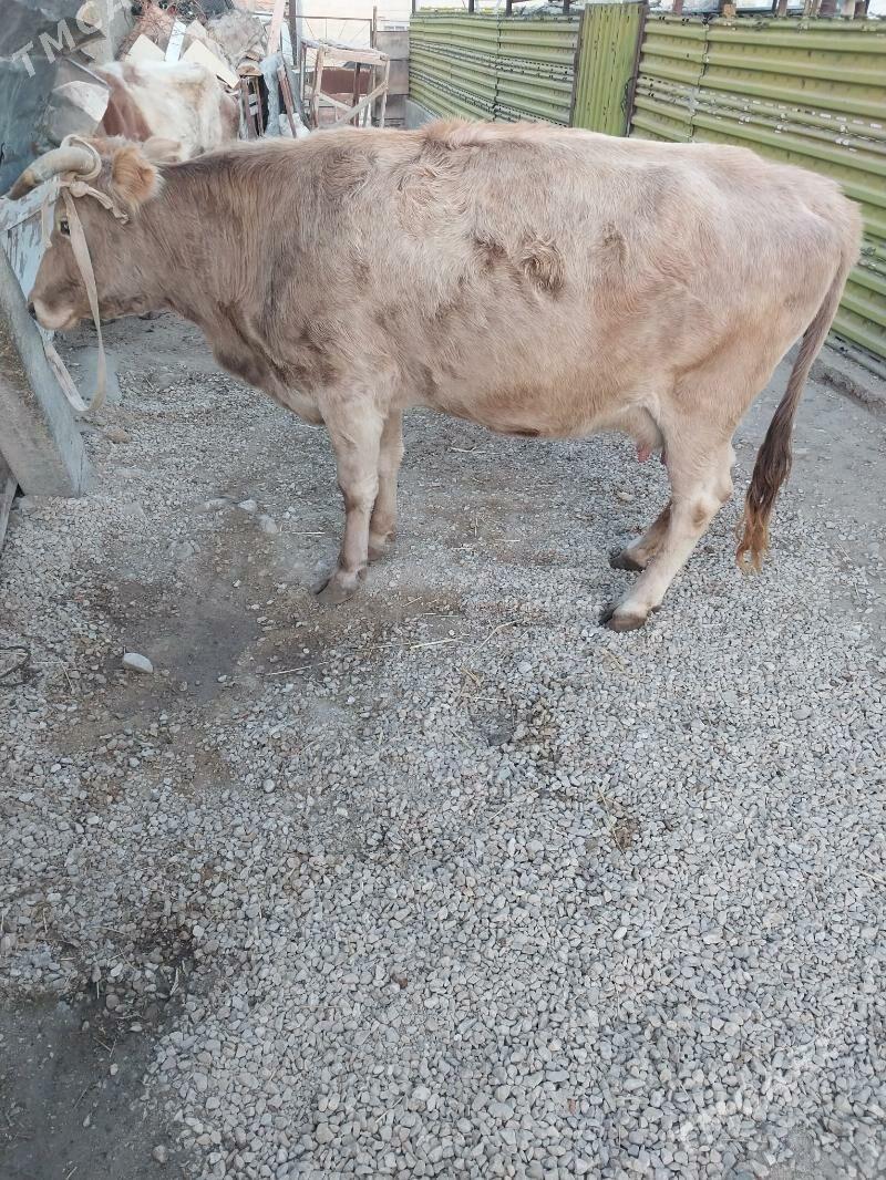 Sygyr - Balkanabat - img 4