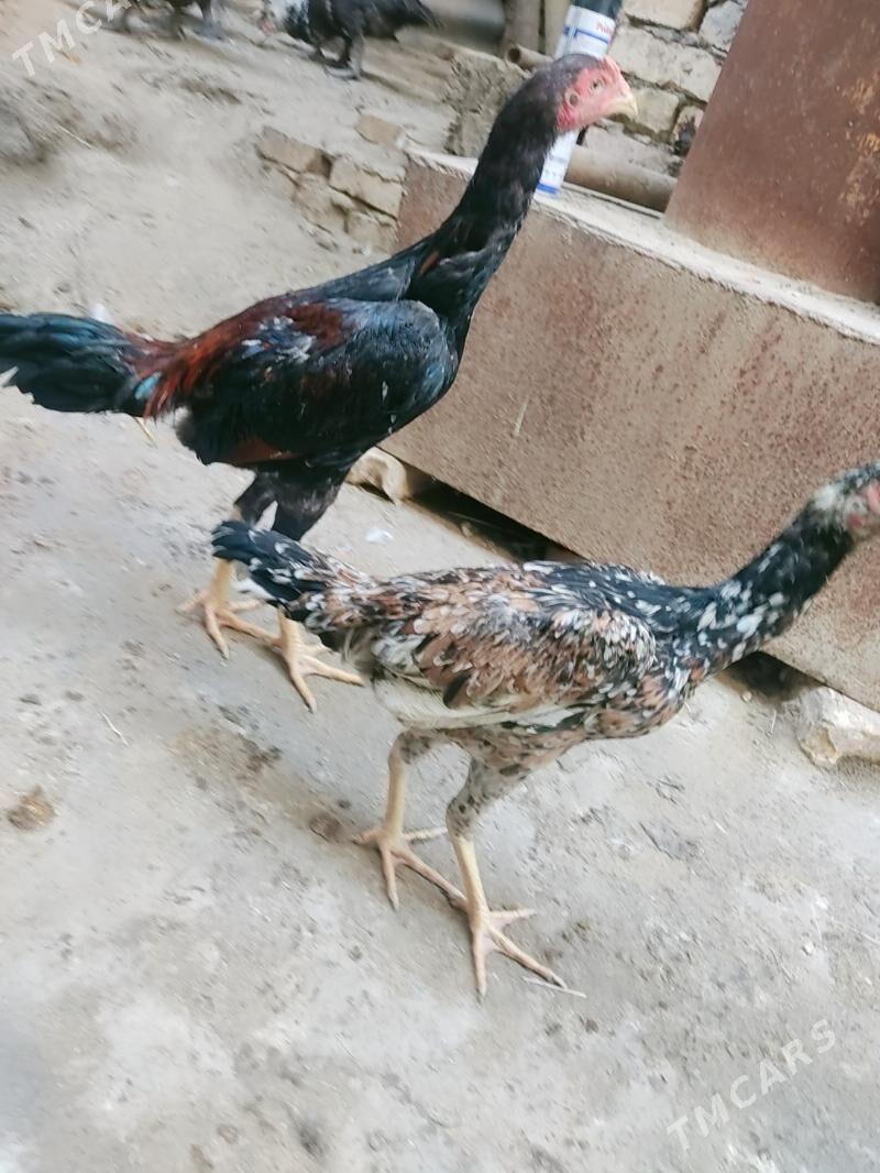 horaz i maki - Çärjew - img 2