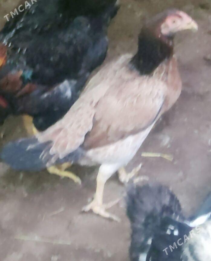 horaz i maki - Çärjew - img 6