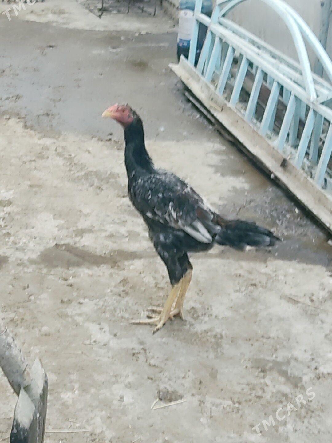 horaz i maki - Çärjew - img 3