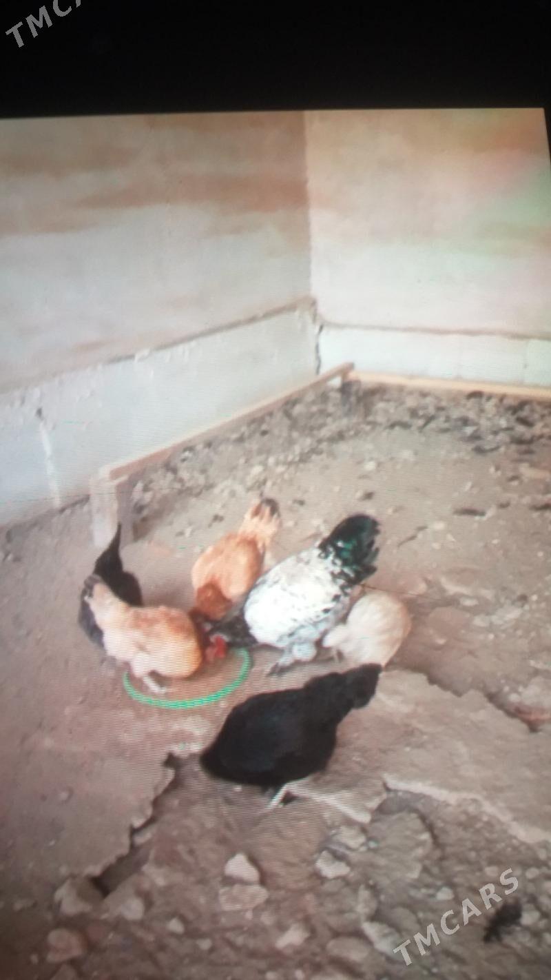 towuk - Türkmenabat - img 2