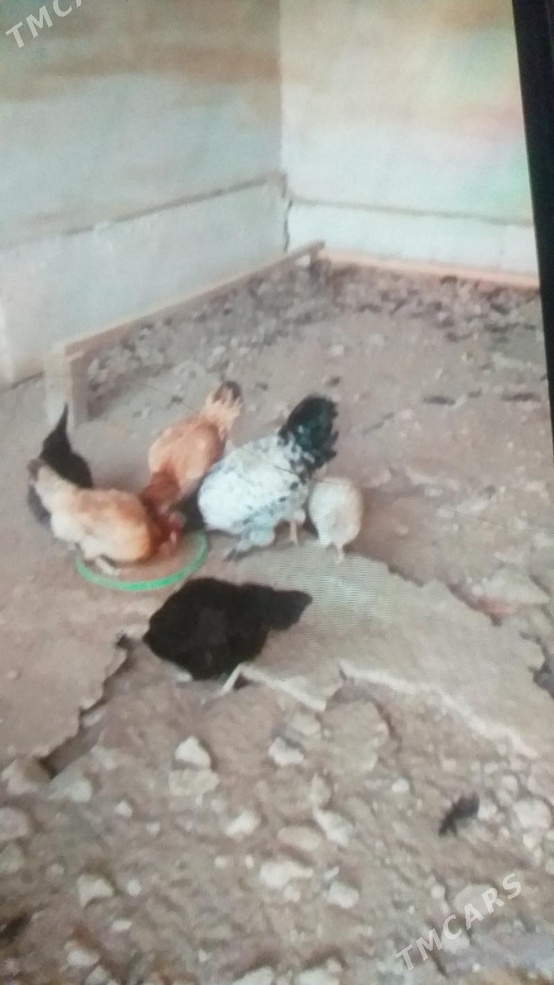 towuk - Türkmenabat - img 3