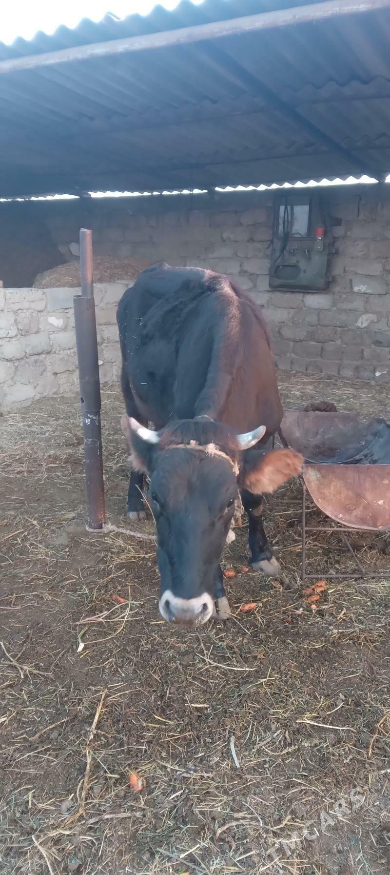 Sycyr - Büzmeýin - img 2