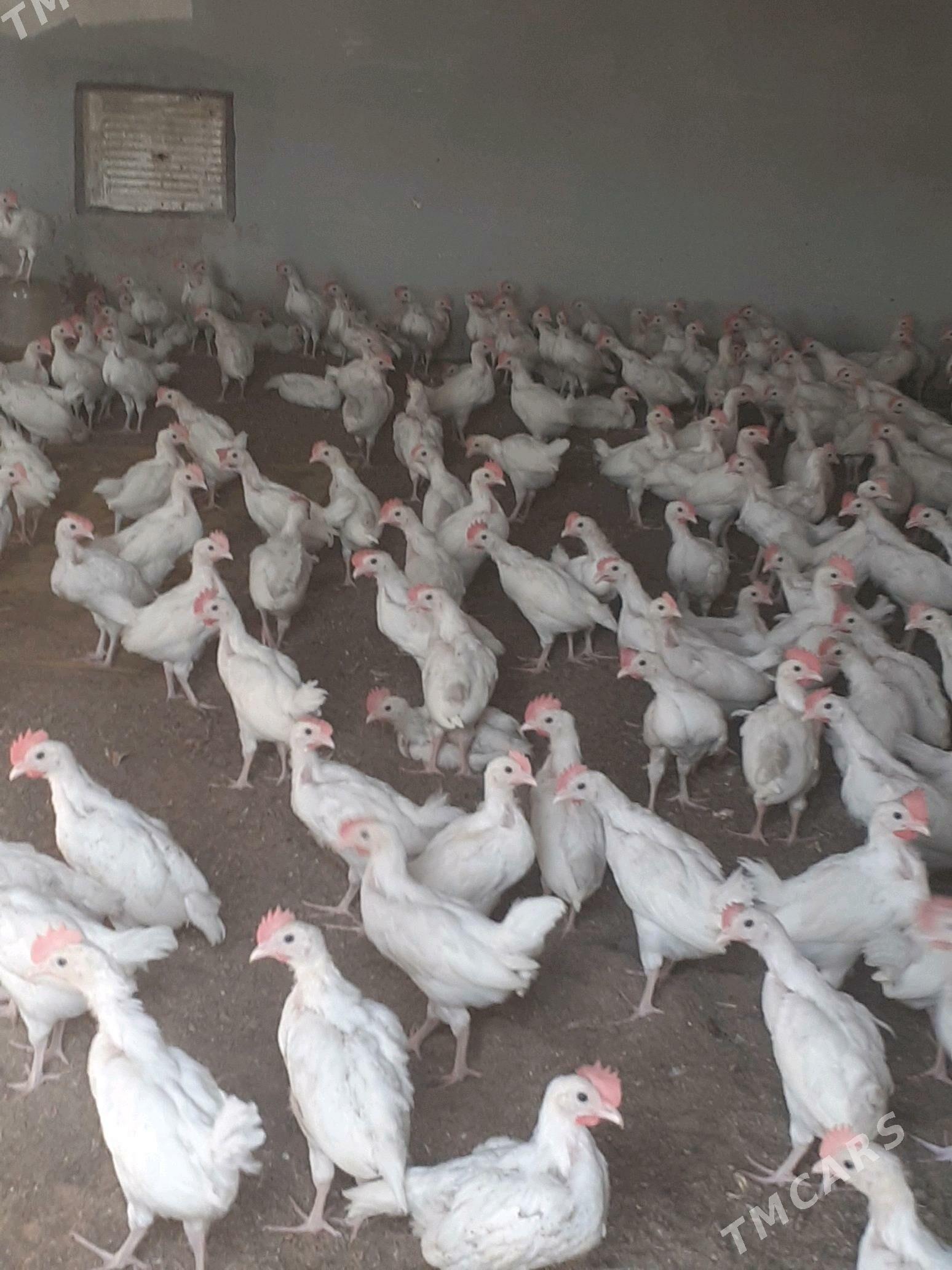 towuk jüýje - Мары - img 2