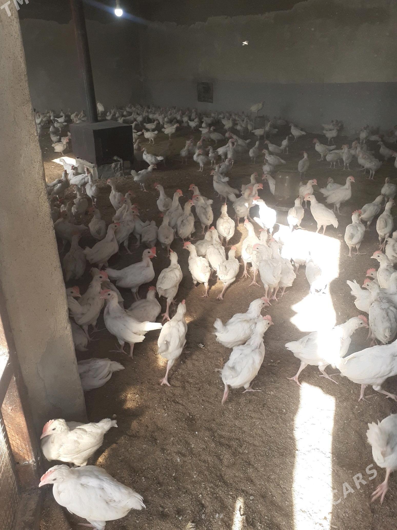 towuk jüýje - Мары - img 4