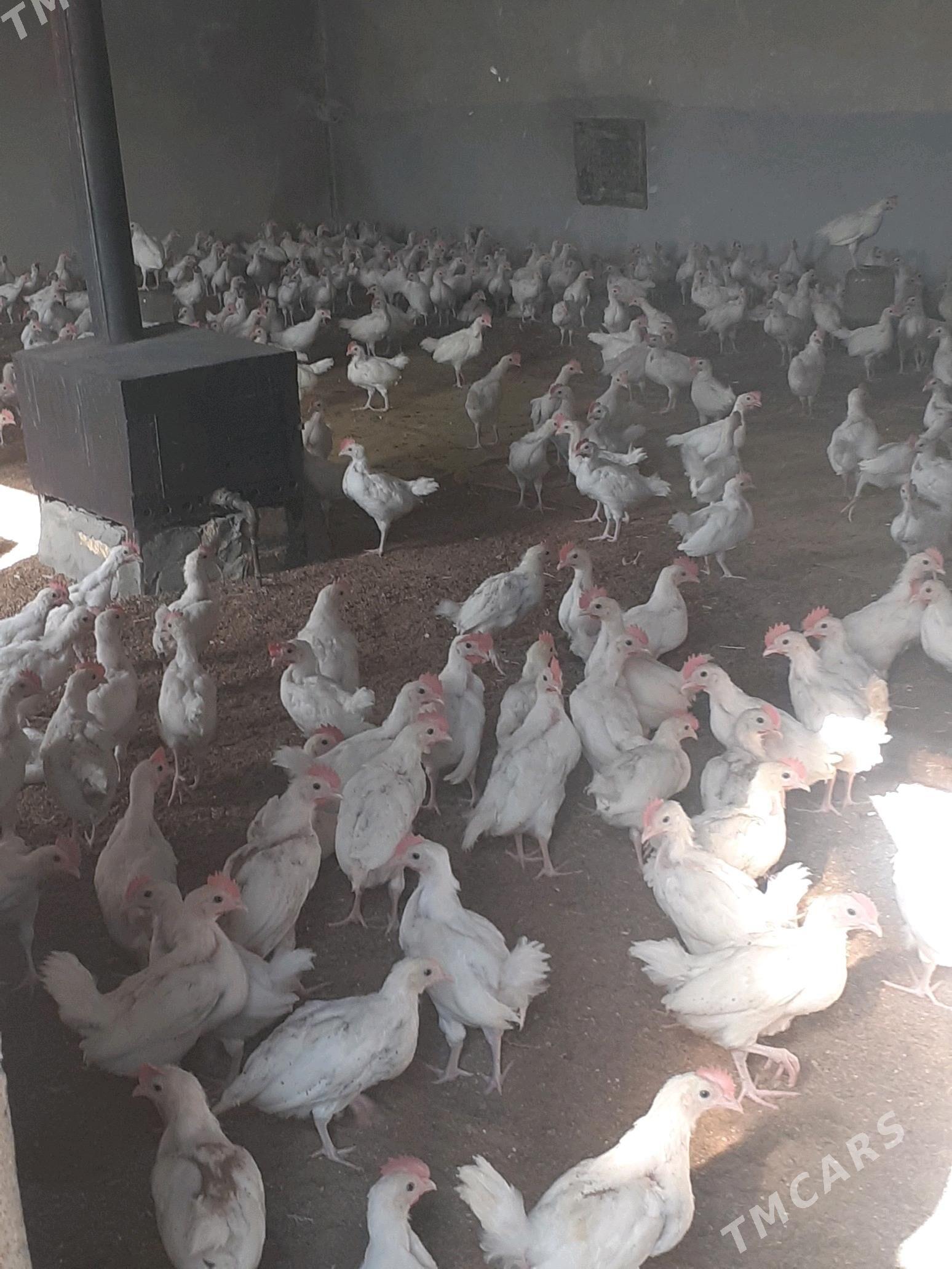 towuk jüýje - Мары - img 3