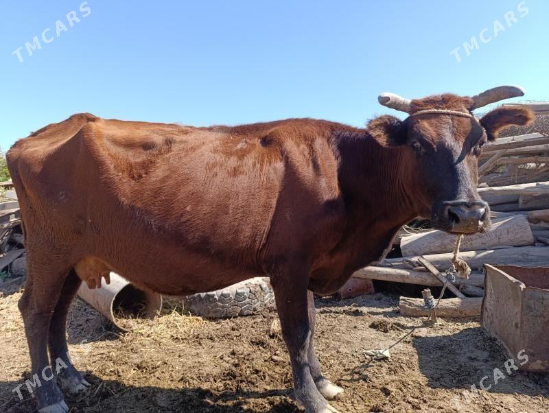 Sygyr - Saýat - img 2