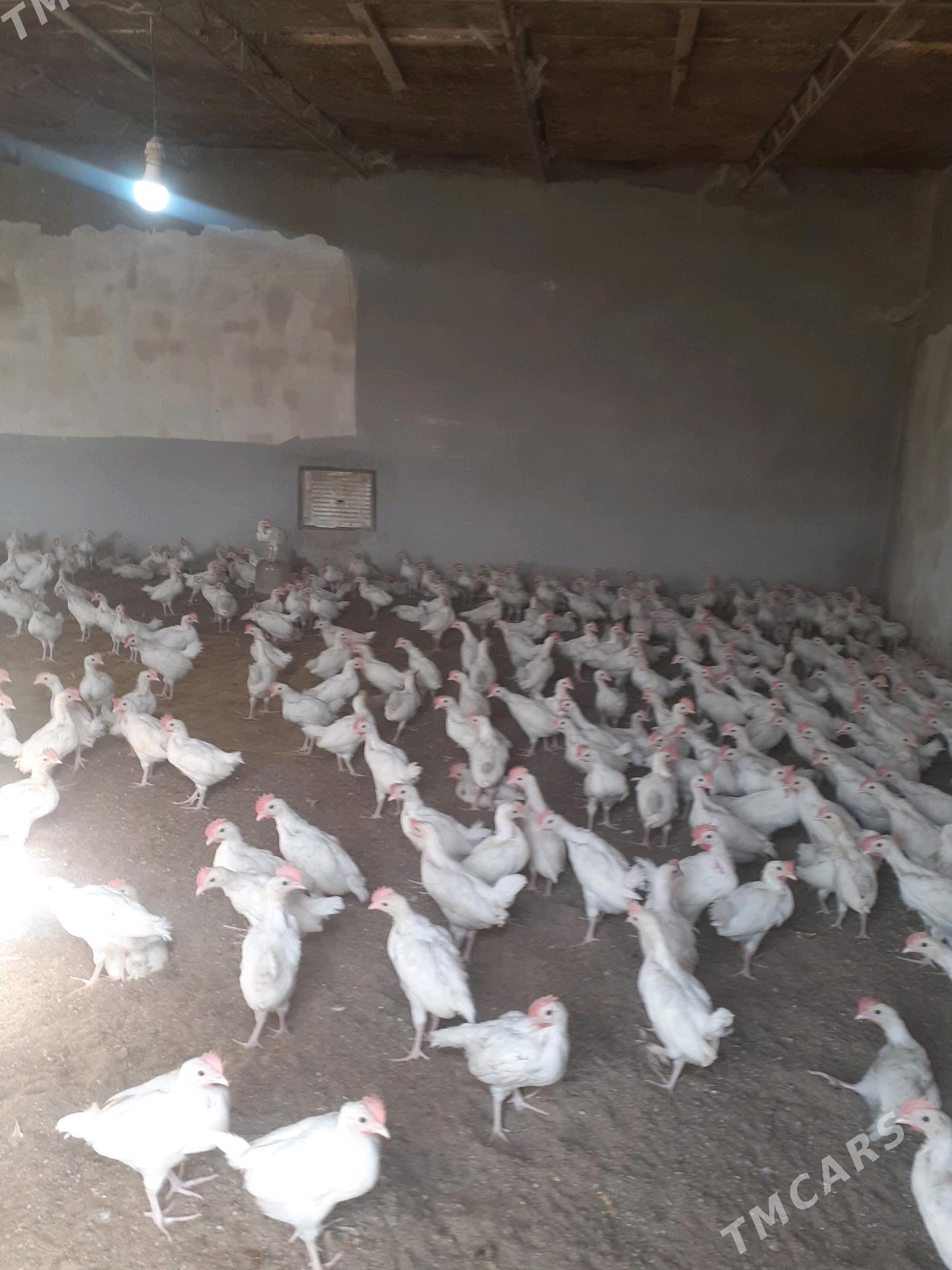 towuk jüýje - Мары - img 1