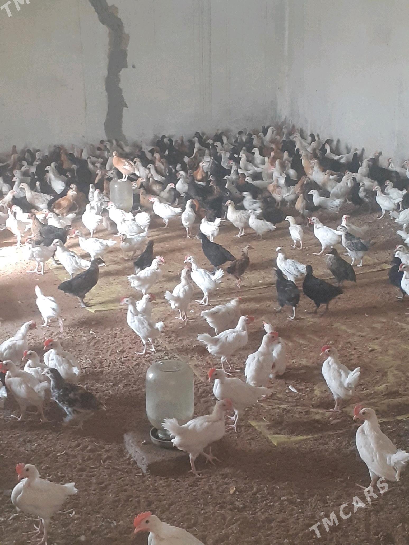 towuk jüýje - Mary - img 3