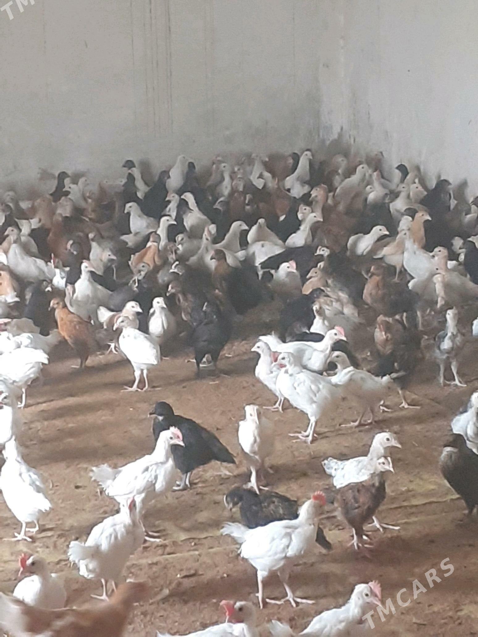 towuk jüýje - Mary - img 2