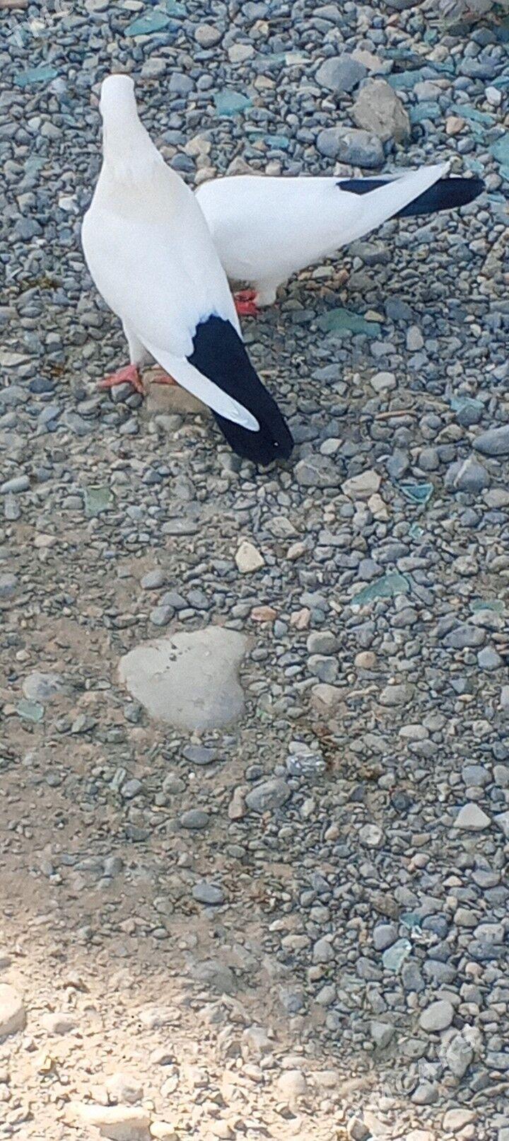 kepderi - Ашхабад - img 2