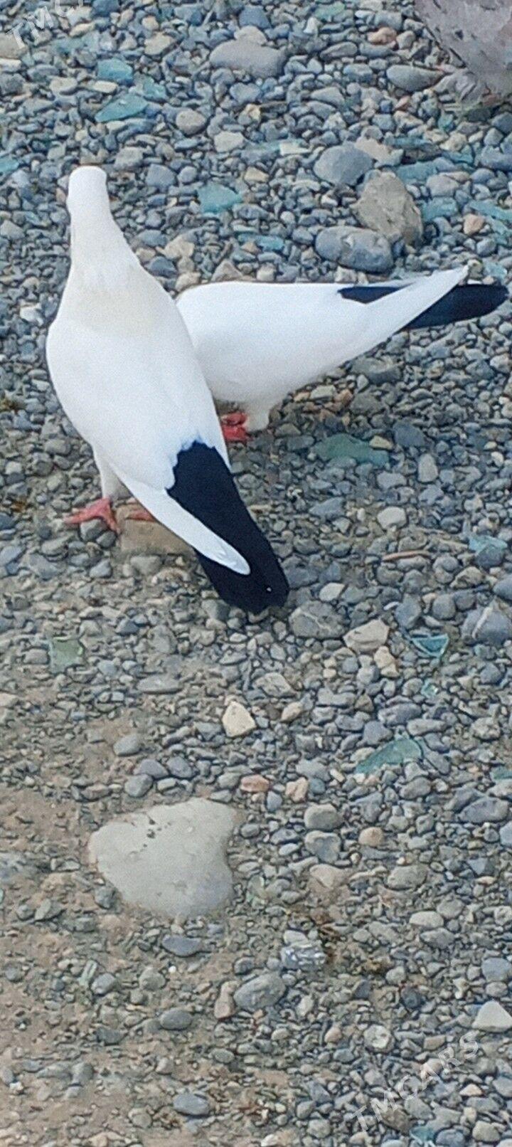 kepderi - Ашхабад - img 6