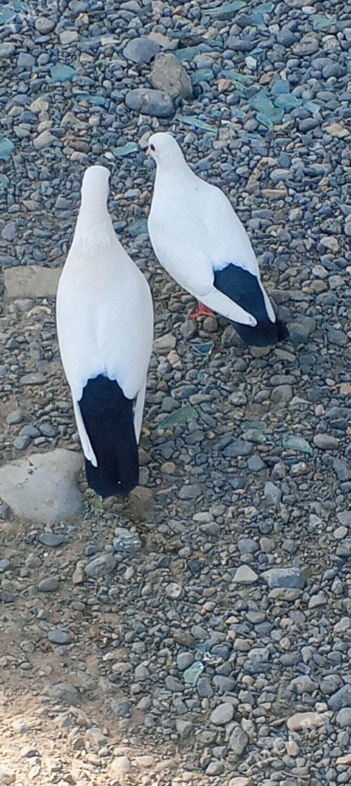 kepderi - Ашхабад - img 3