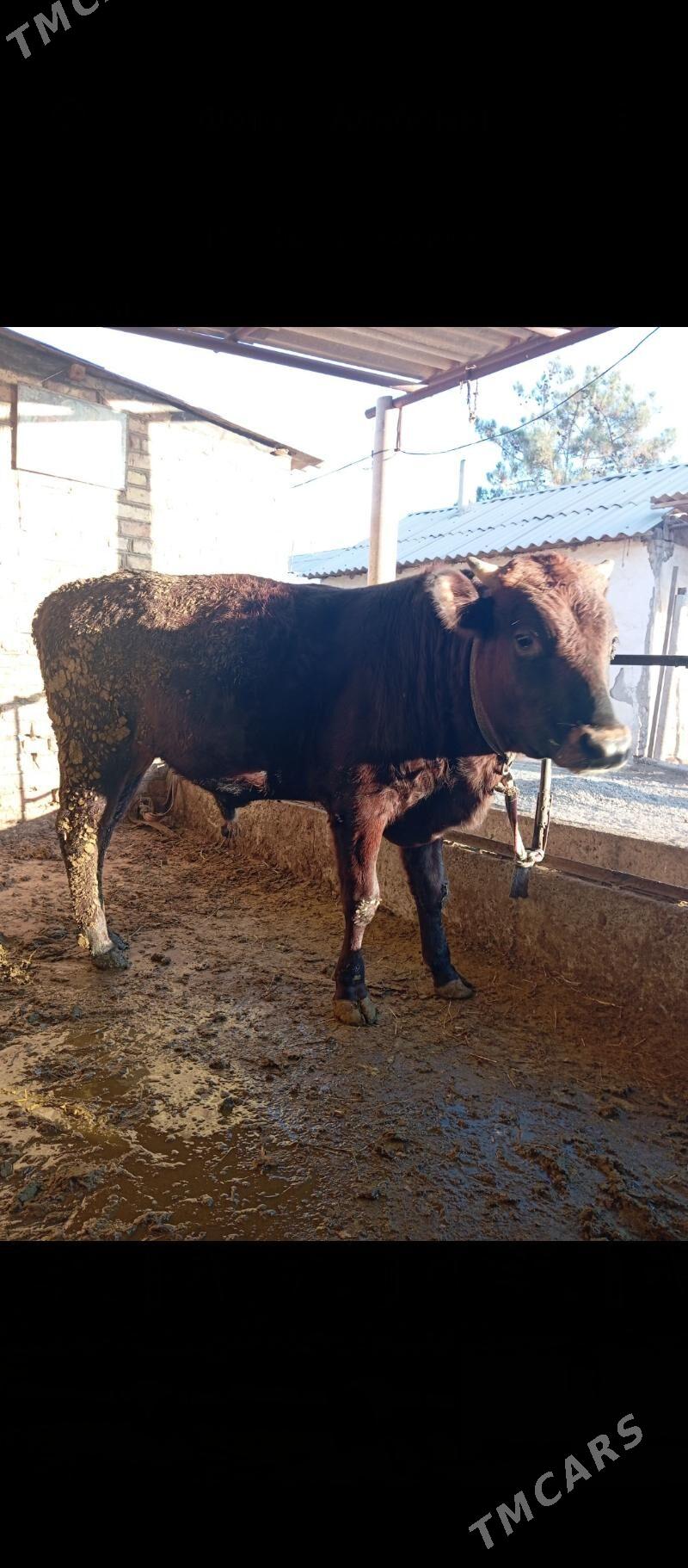 Öküz - Бабадайхан - img 3