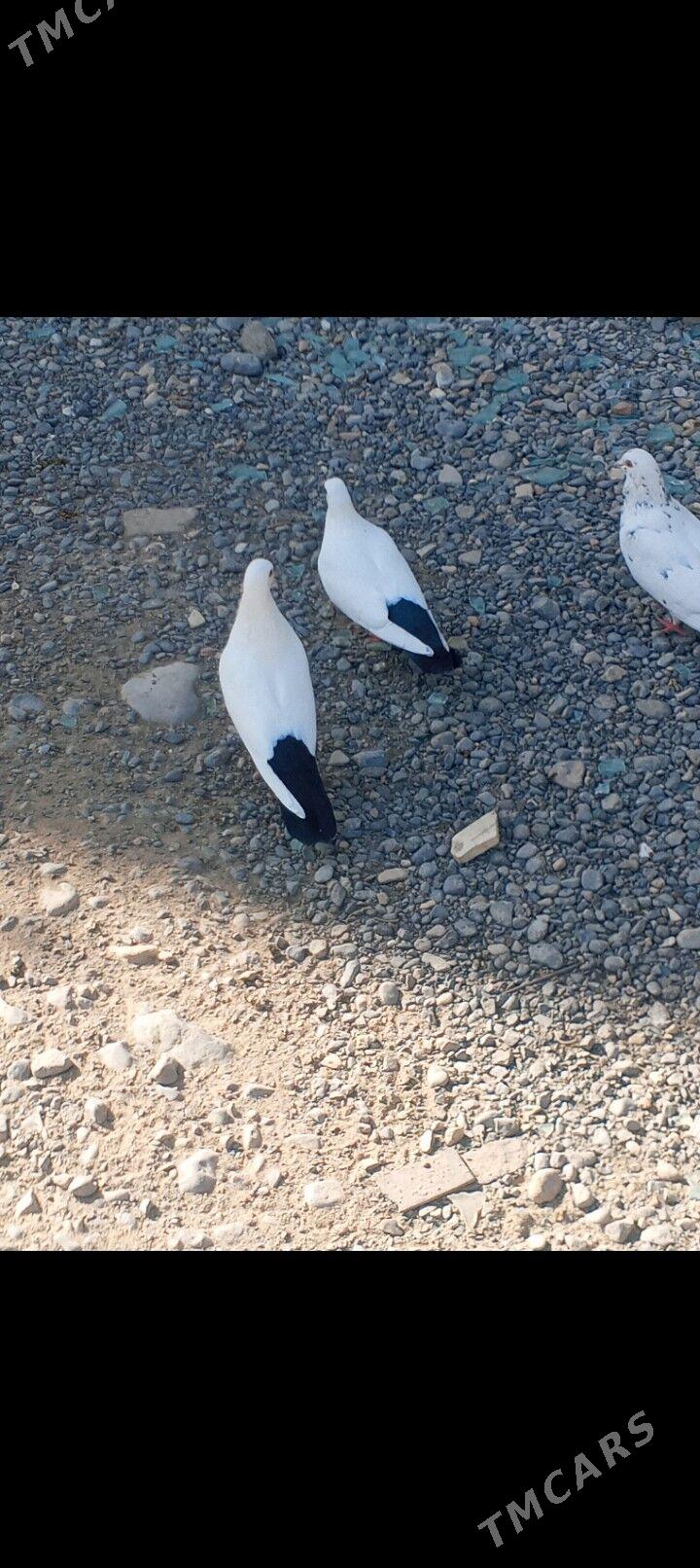 kepderi - Ашхабад - img 5