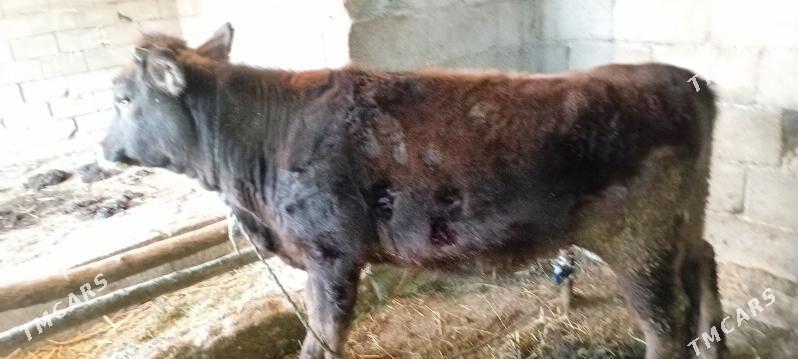 Göleli sygyr - Гёкдепе - img 4