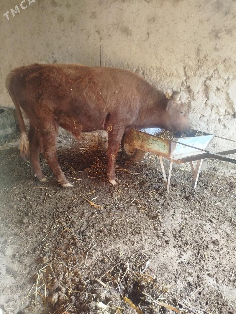 öküz - Şabat etr. - img 5