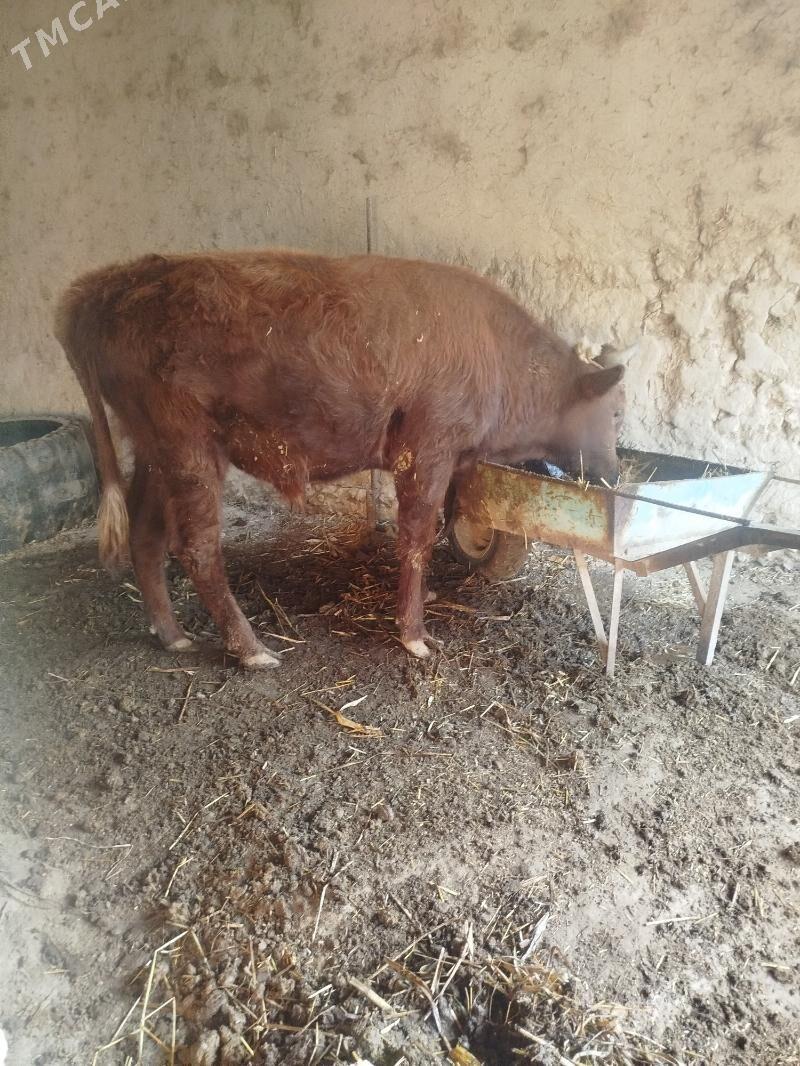 öküz - Şabat etr. - img 2