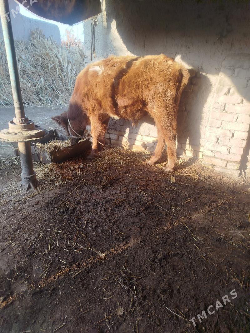 öküz - Şabat etr. - img 3