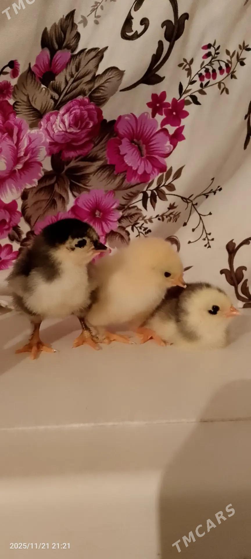 GİGANT JUYJE - Сакарчага - img 2