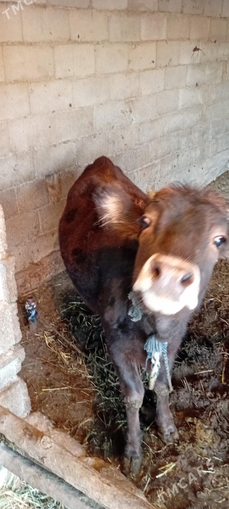 Göleli sygyr - Гёкдепе - img 6