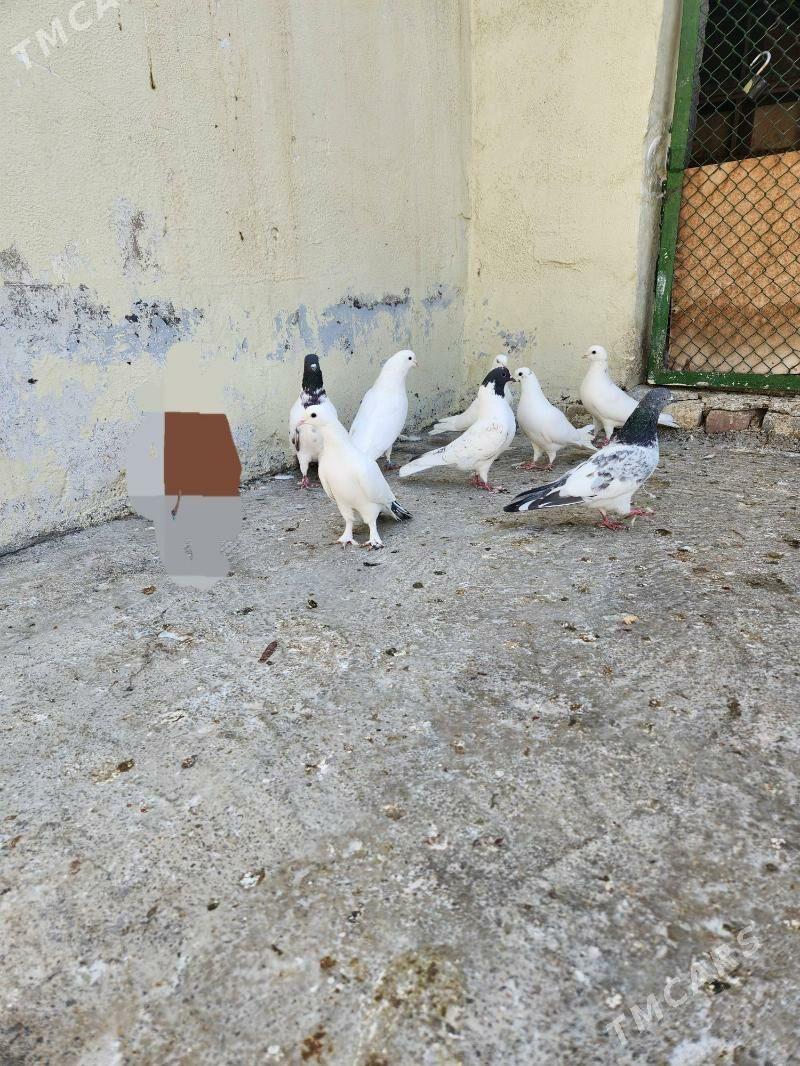 kepderi - Чоганлы - img 3