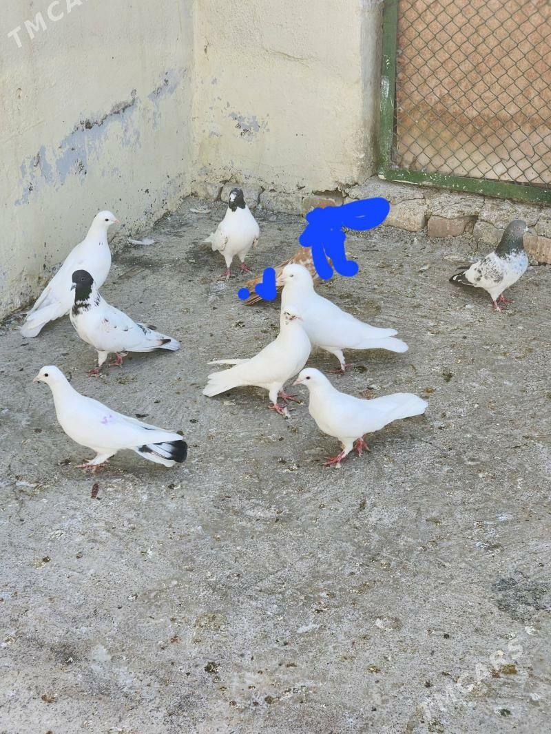 kepderi - Чоганлы - img 2